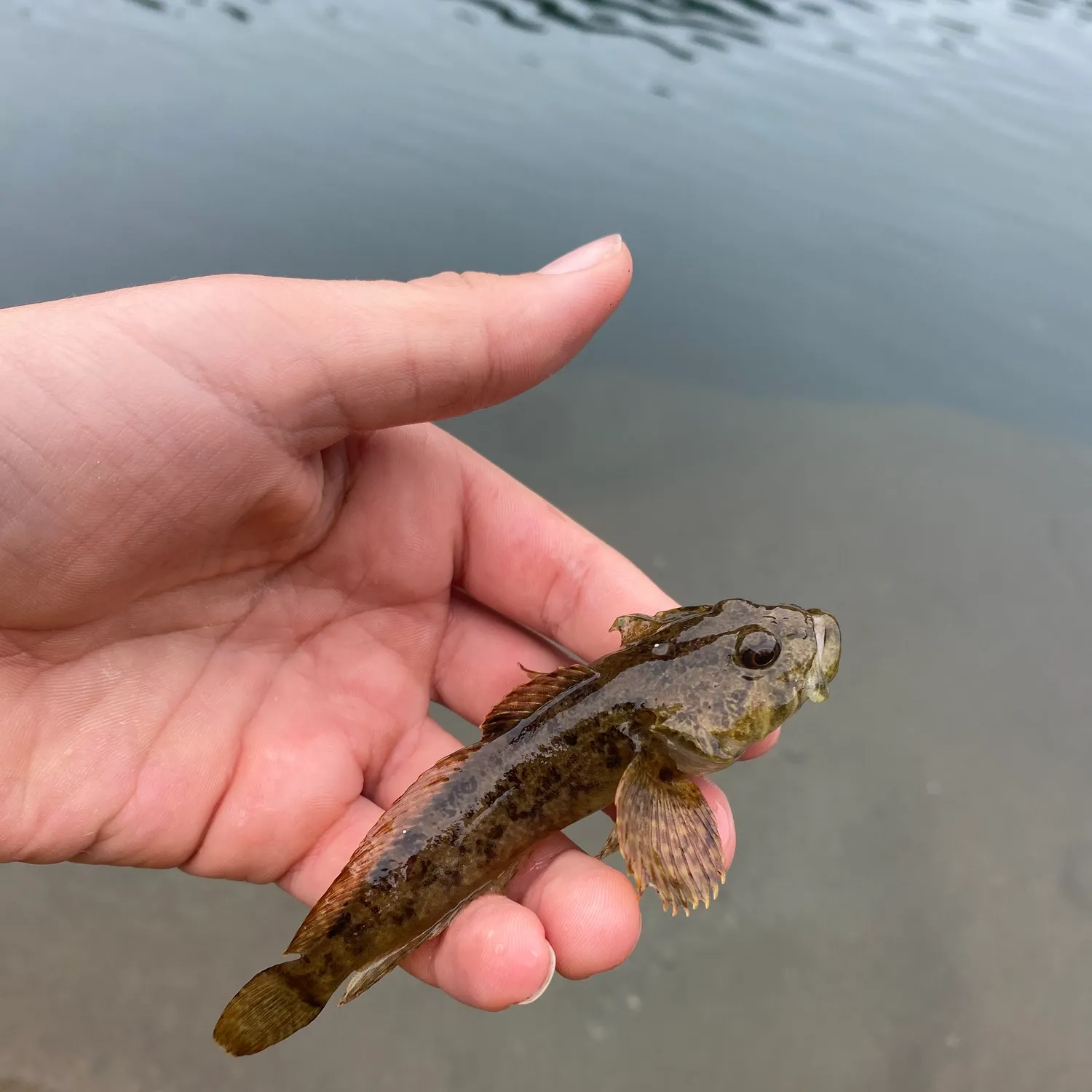 The most recent Red Irish lord catches on Fishbrain