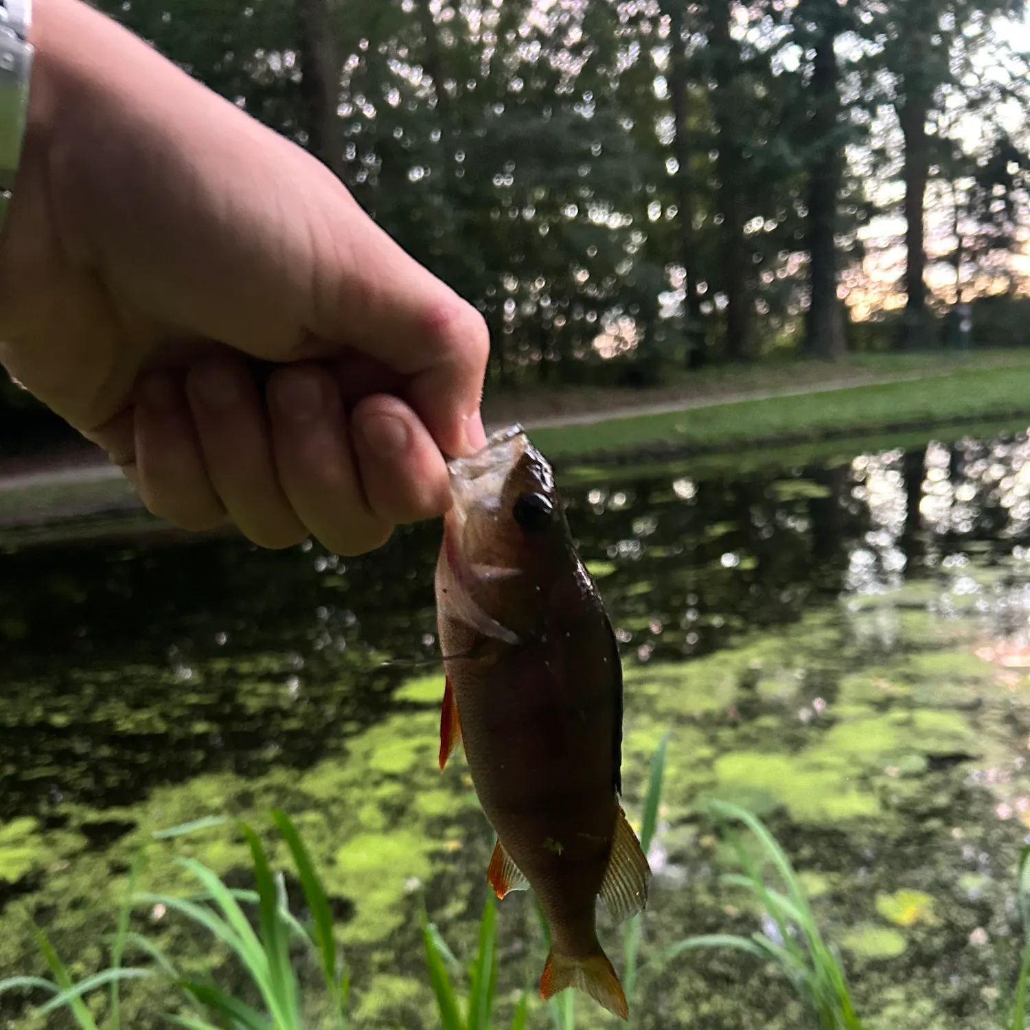 European perch caught on Fishbrain