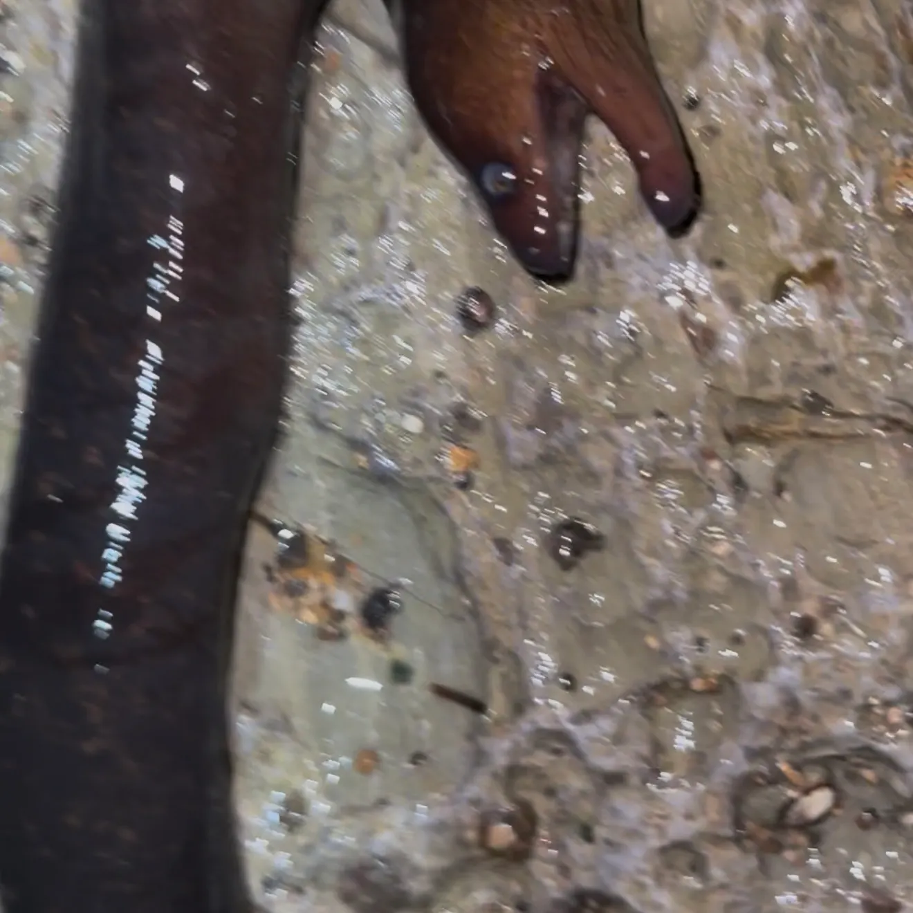 California moray caught on Fishbrain