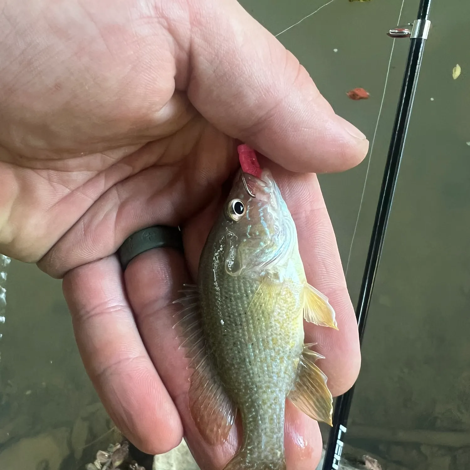 Green sunfish caught on Fishbrain