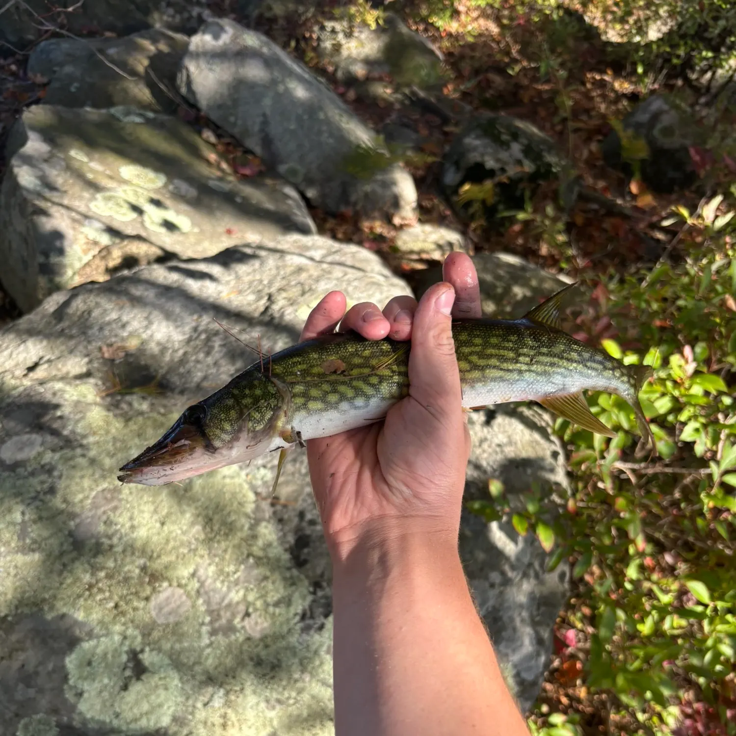 Chain pickerel caught on Fishbrain
