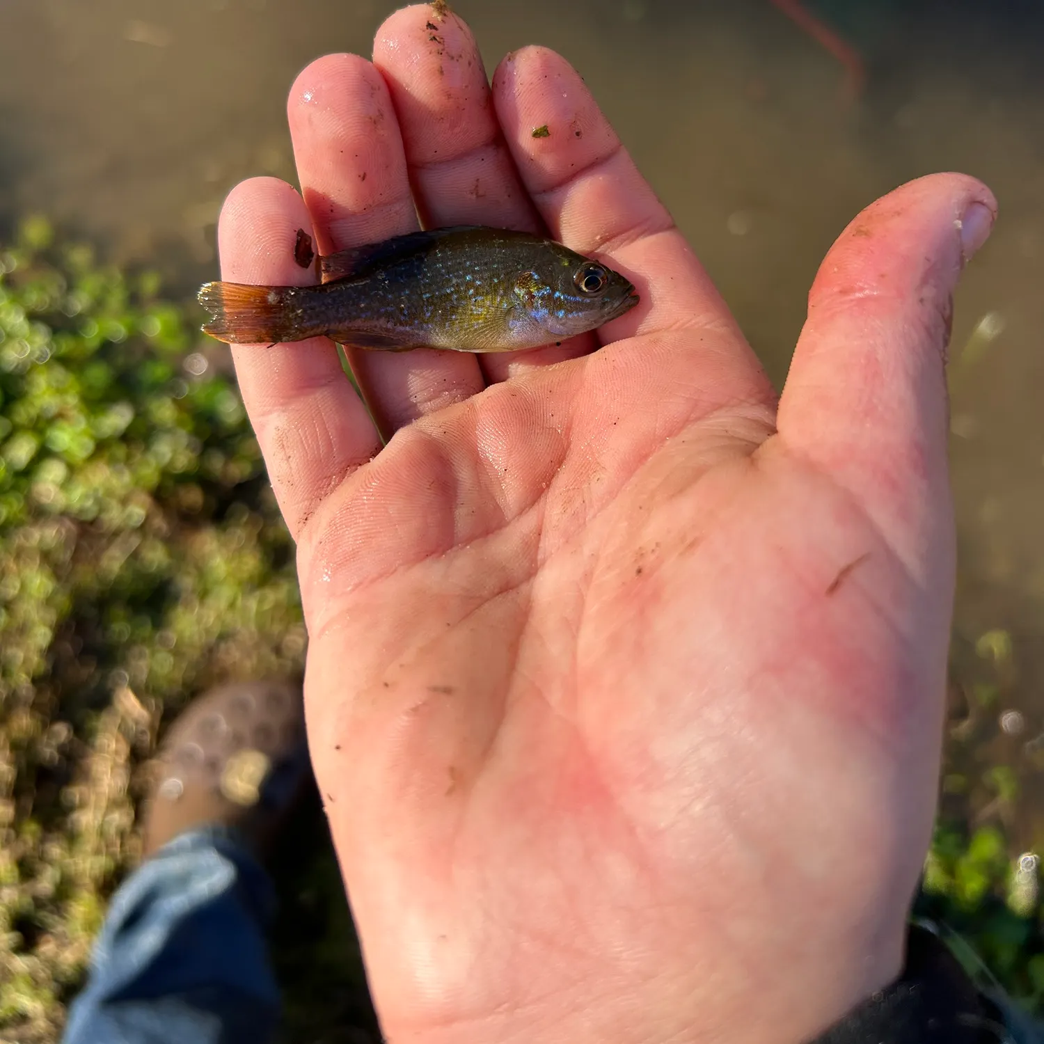 The most recent Green sunfish catches on Fishbrain