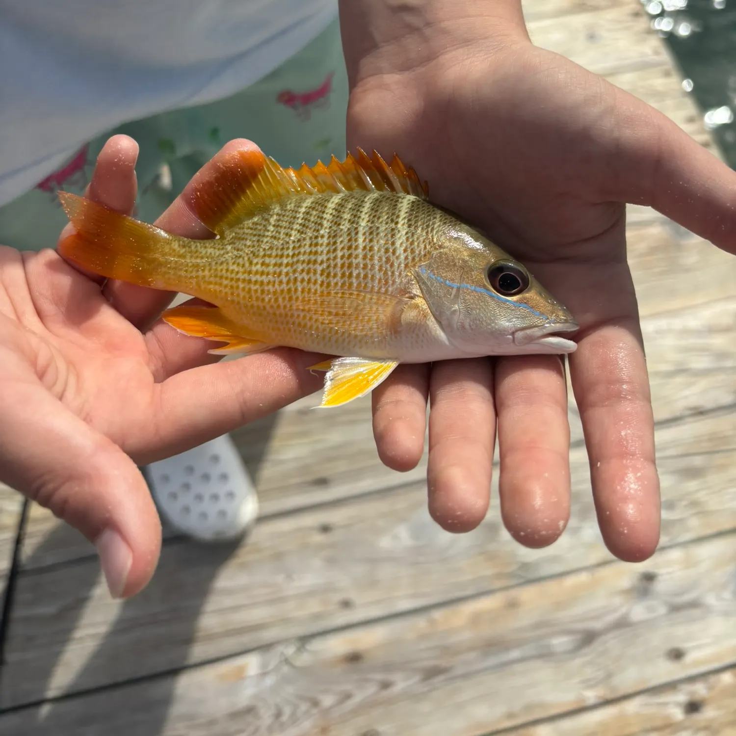 The most recent Yellowtail snapper catches on Fishbrain