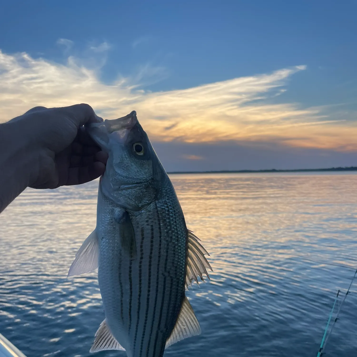 Wiper caught on Fishbrain