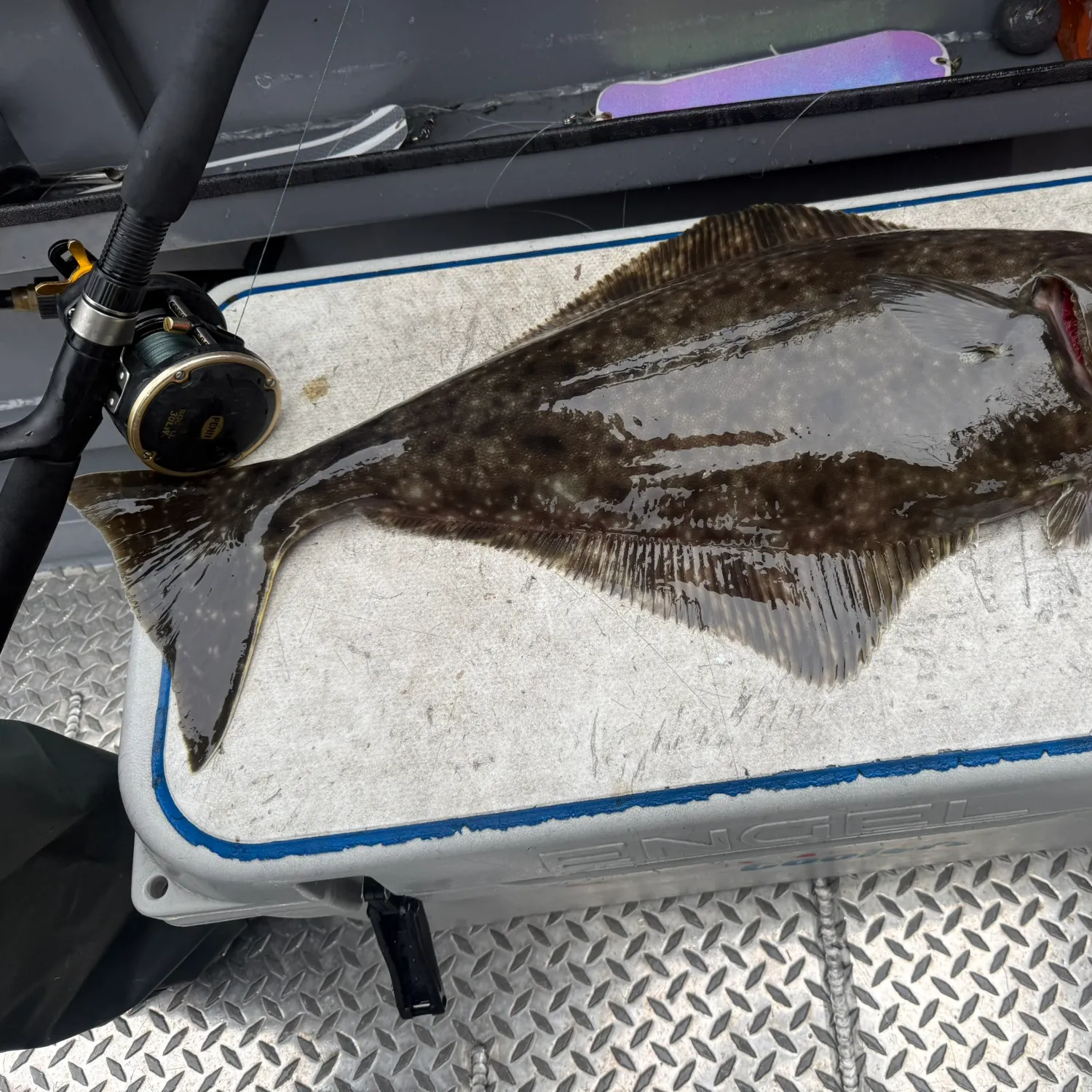 Arrowtooth flounder caught on Fishbrain