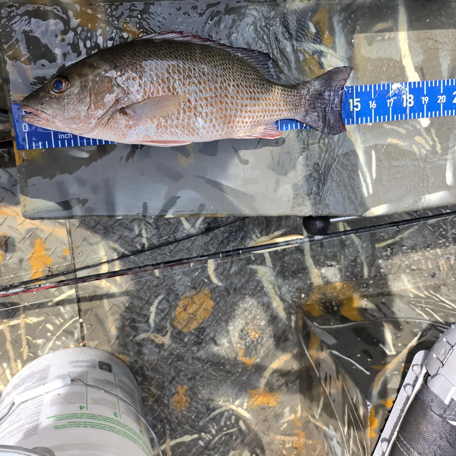 Mangrove snapper caught on Fishbrain