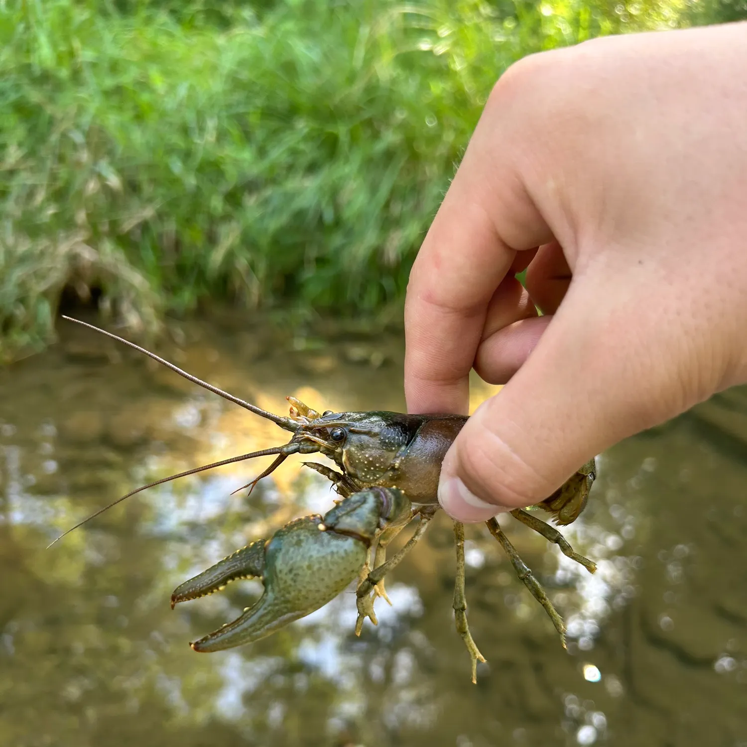The most recent Virile crayfish catches on Fishbrain