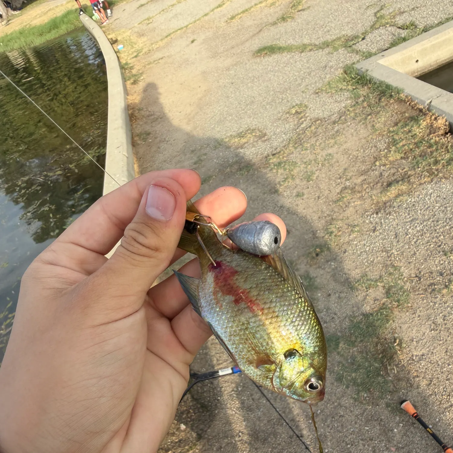 Bluegill caught on Fishbrain
