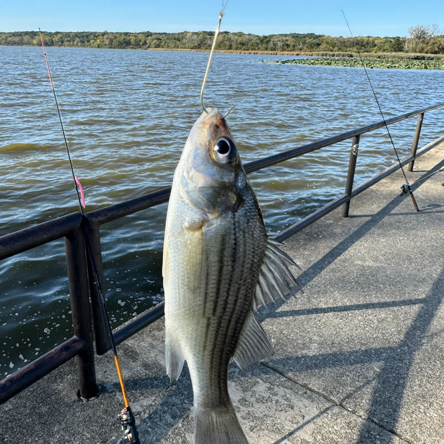 Yellow bass caught on Fishbrain