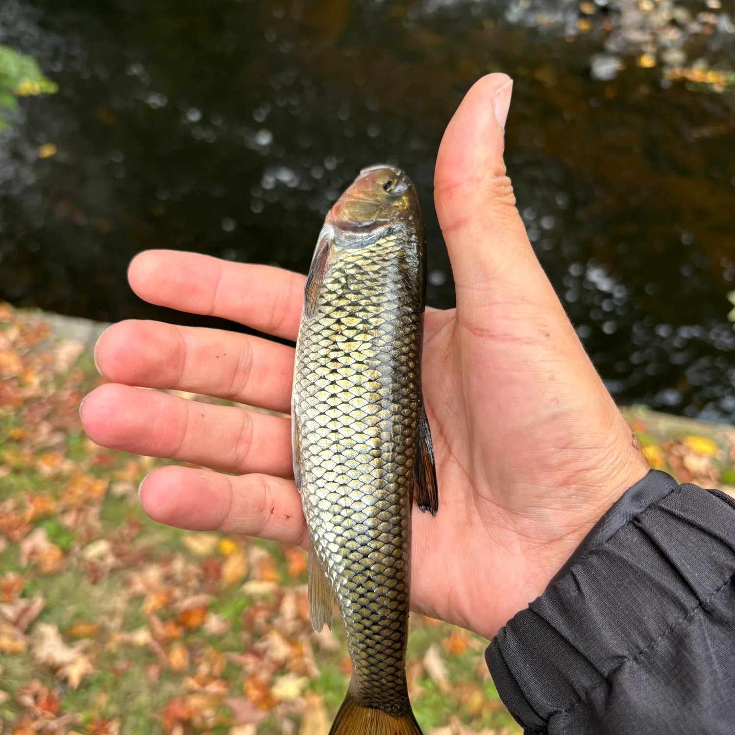 Fallfish caught on Fishbrain