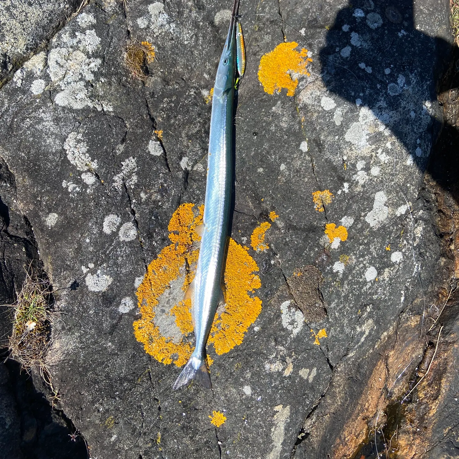 The most recent European garfish catches on Fishbrain