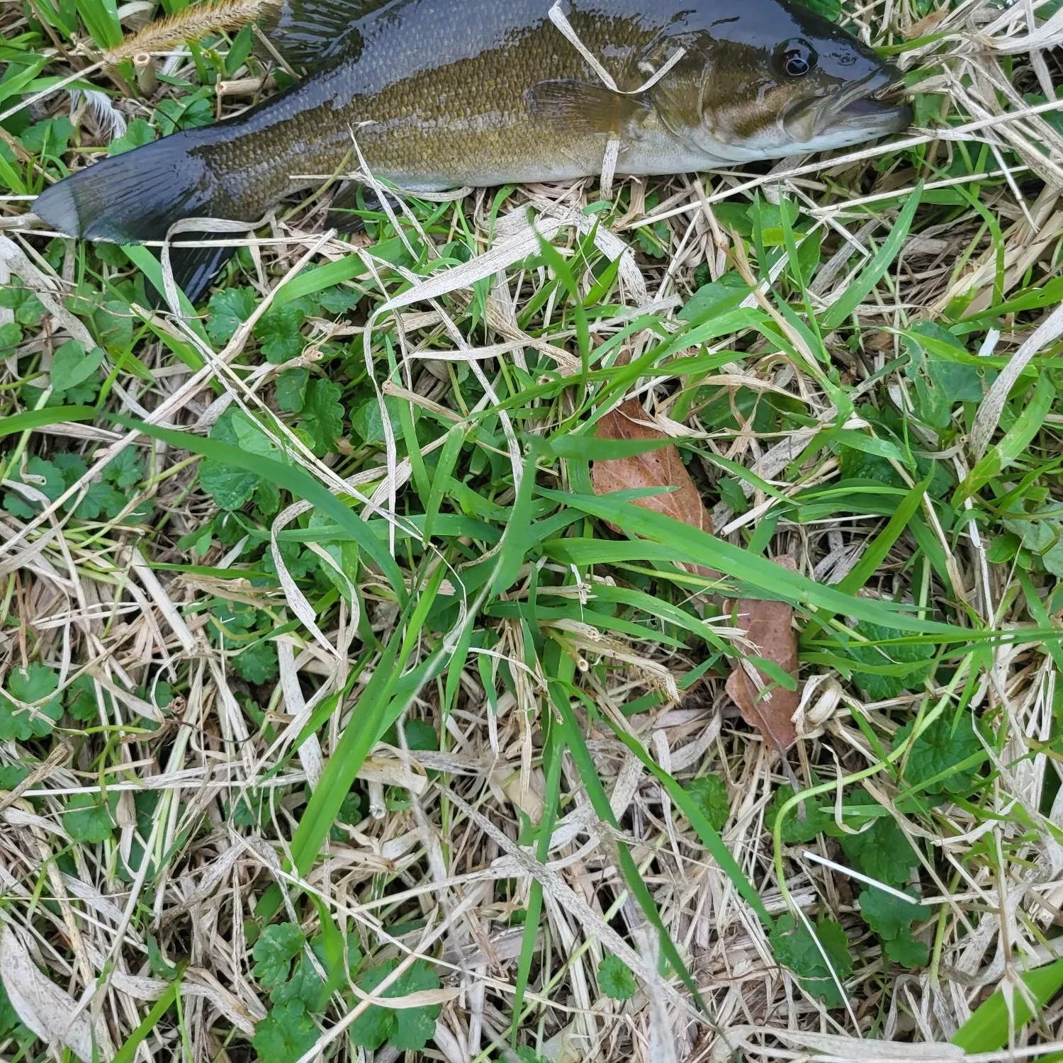 Smallmouth bass caught on Fishbrain