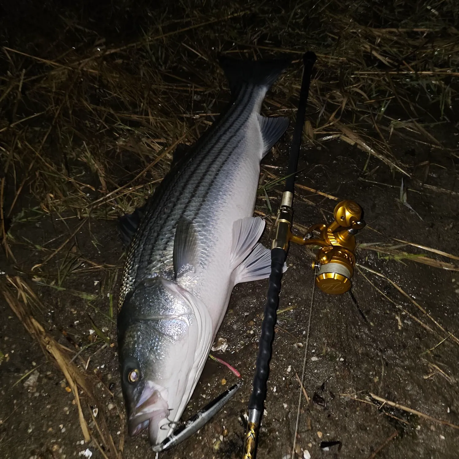 Striped bass caught on Fishbrain