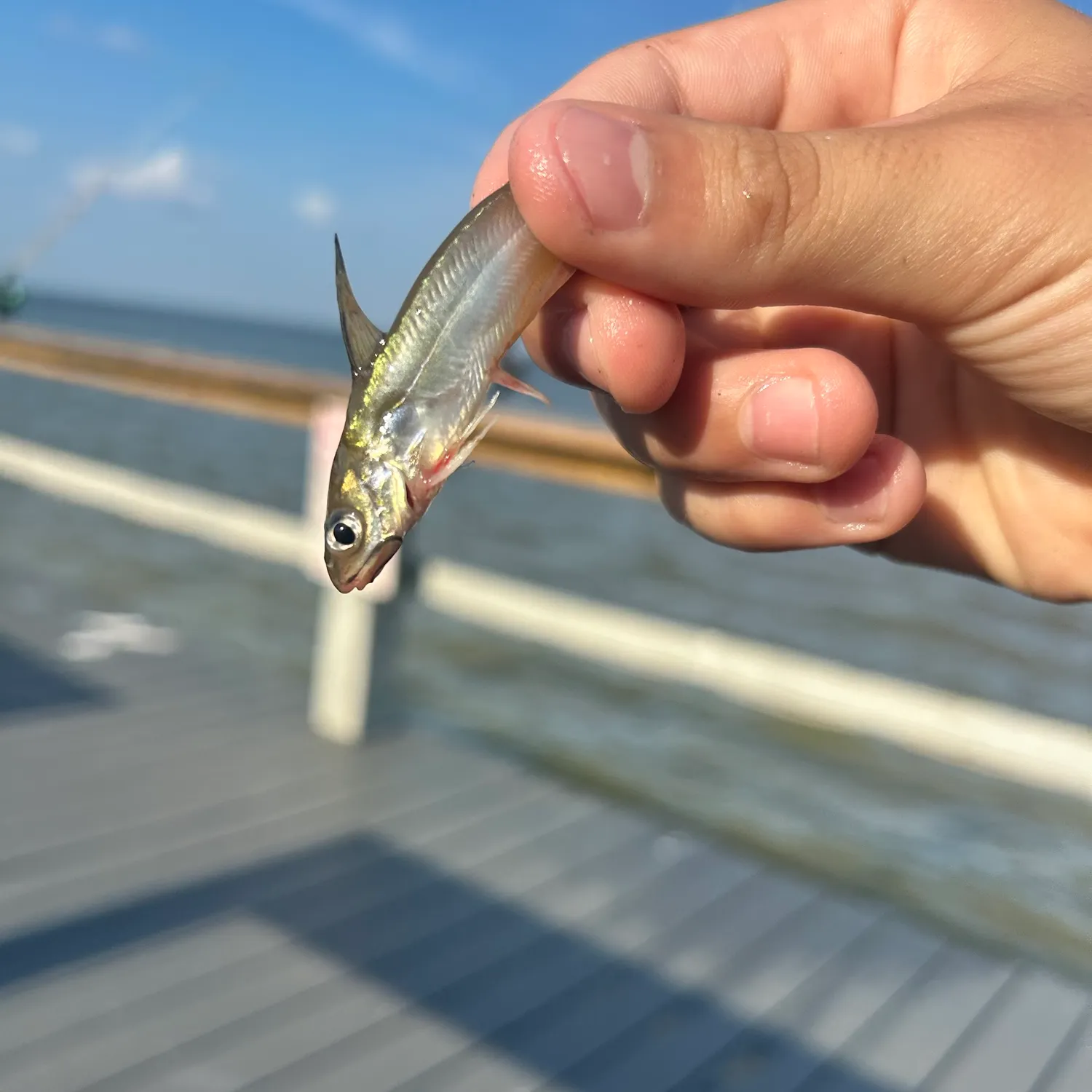 Fish caught on Fishbrain