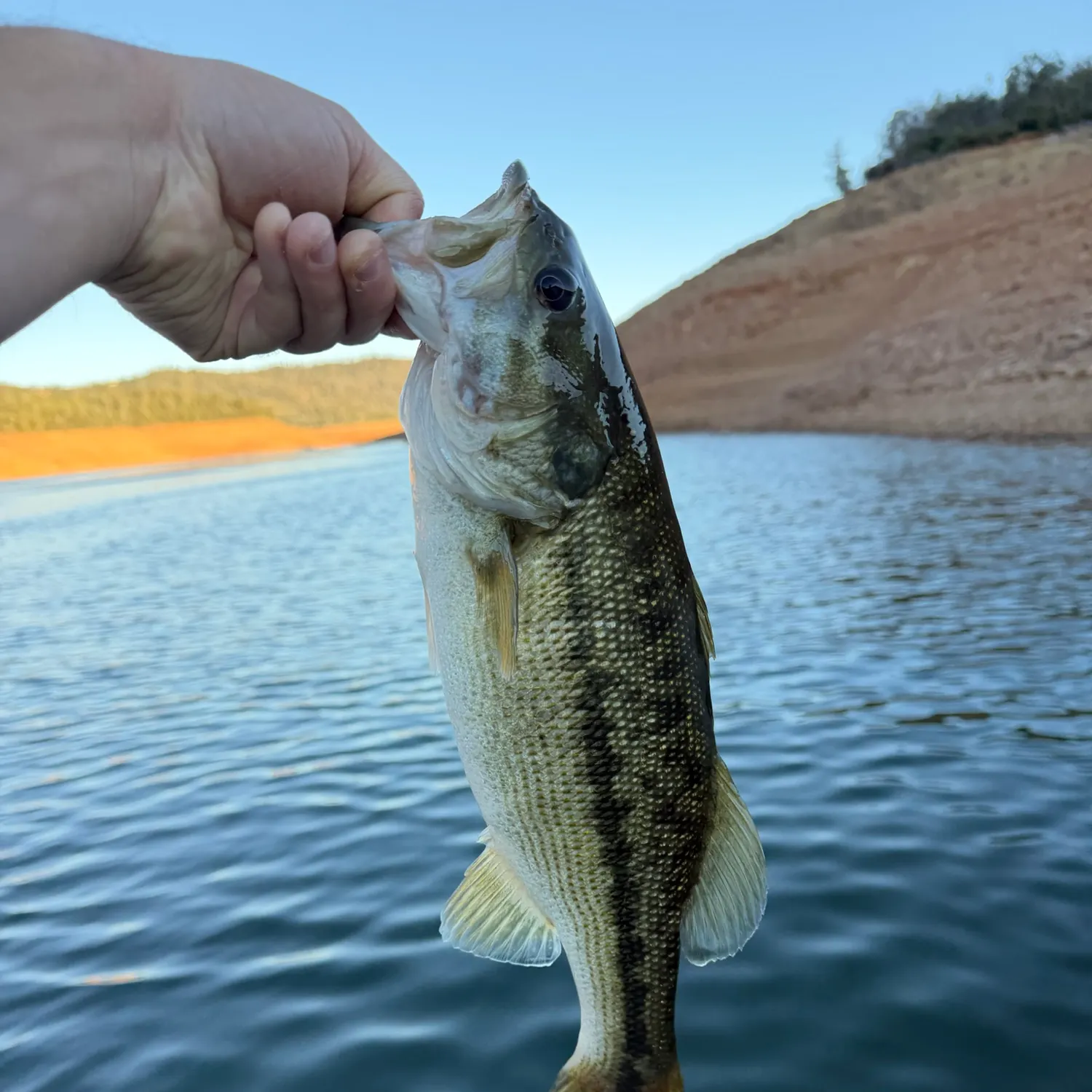 Spotted bass caught on Fishbrain