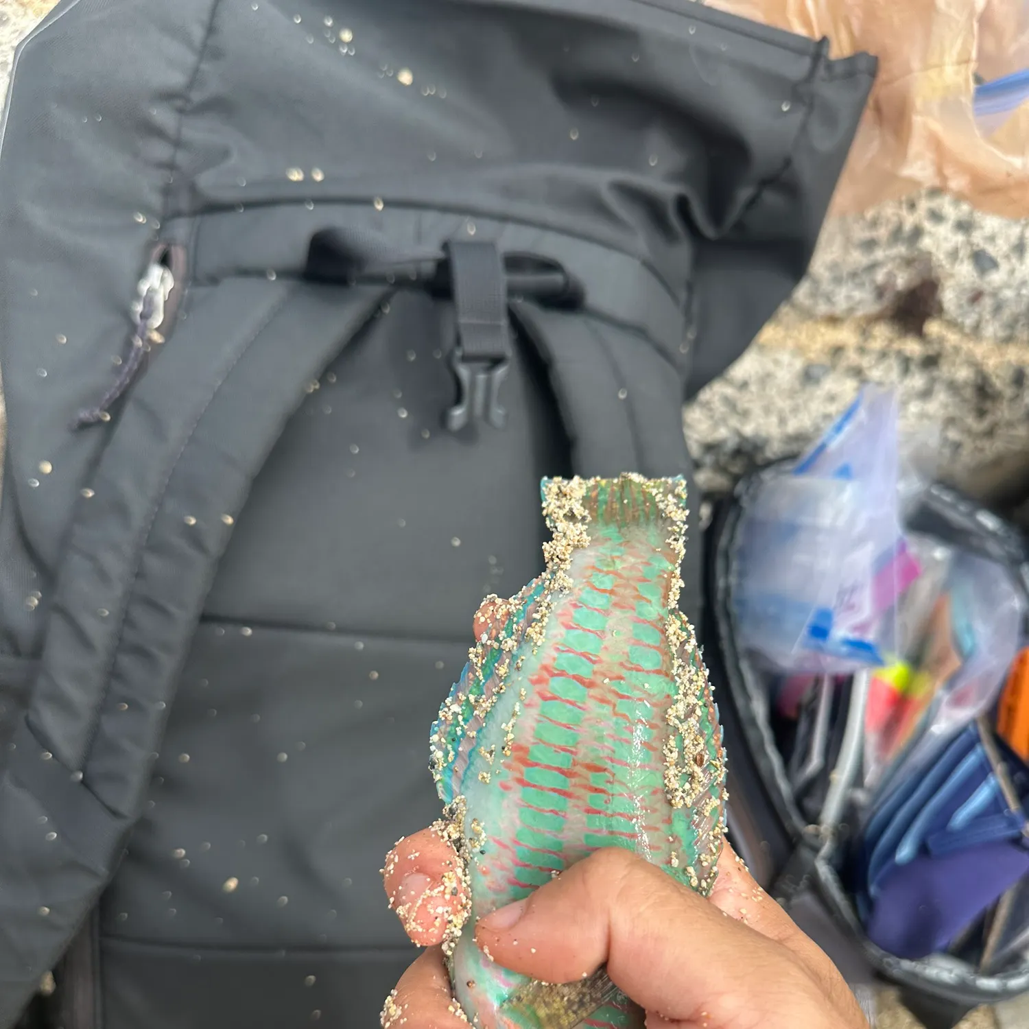 The most recent Christmas wrasse catches on Fishbrain