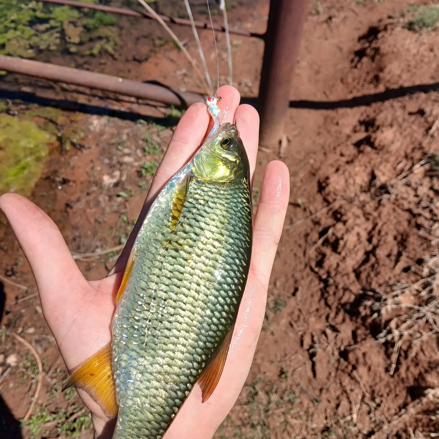 The most recent Golden shiner catches on Fishbrain