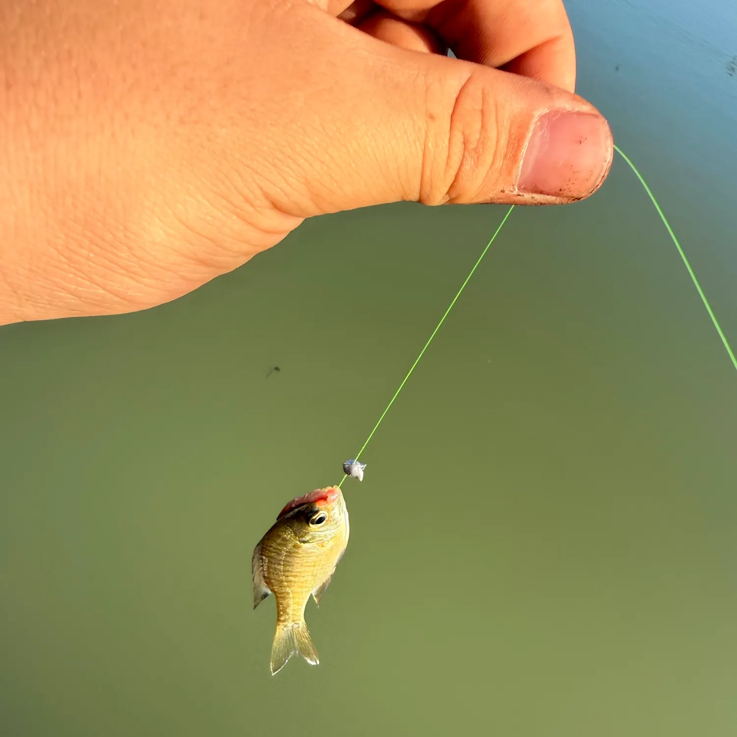 Bluegill caught on Fishbrain