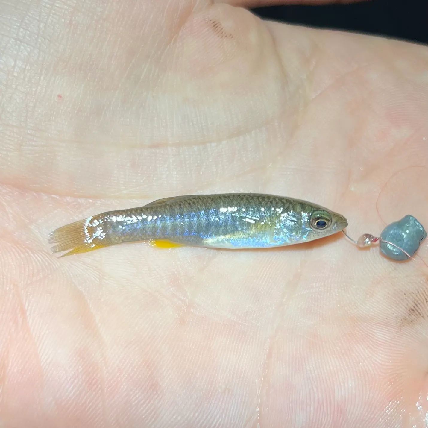The most recent Gulf killifish catches on Fishbrain