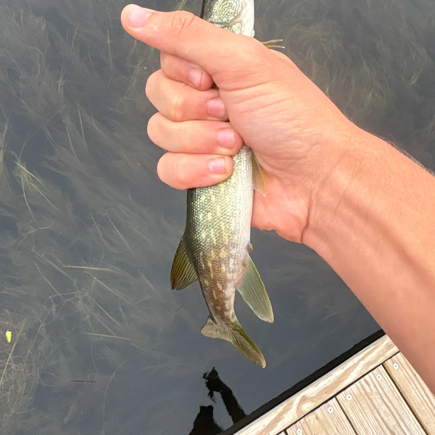 Chain pickerel caught on Fishbrain