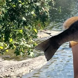 Smallmouth bass caught on Fishbrain