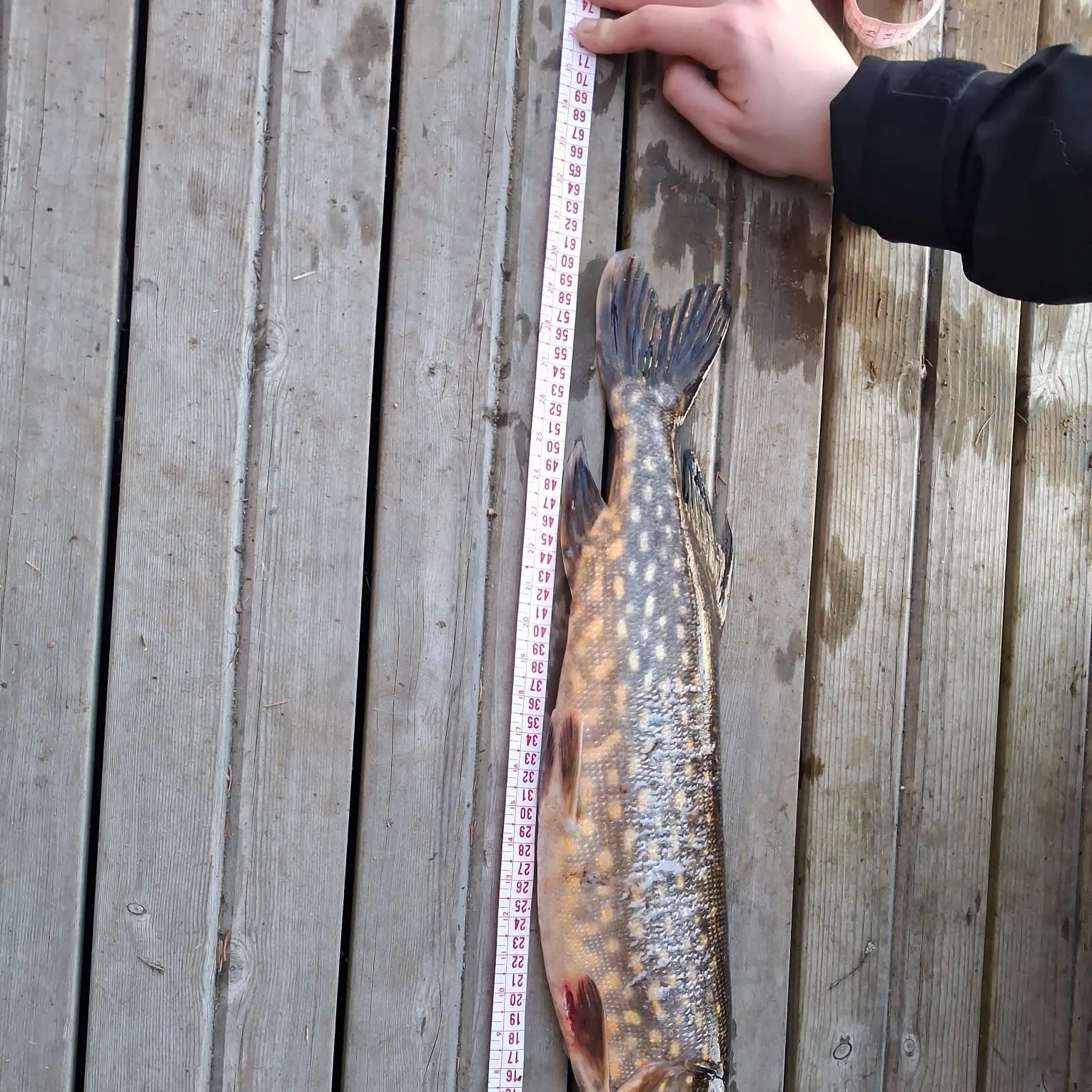 recently logged catches