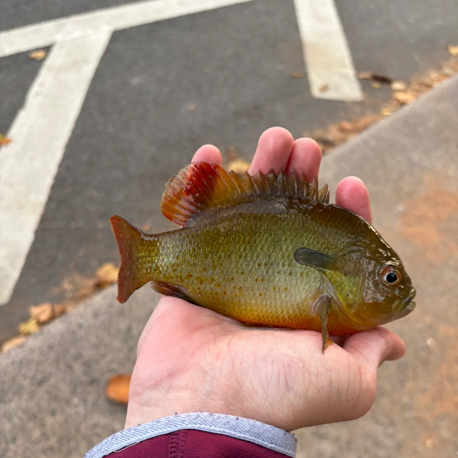 recently logged catches