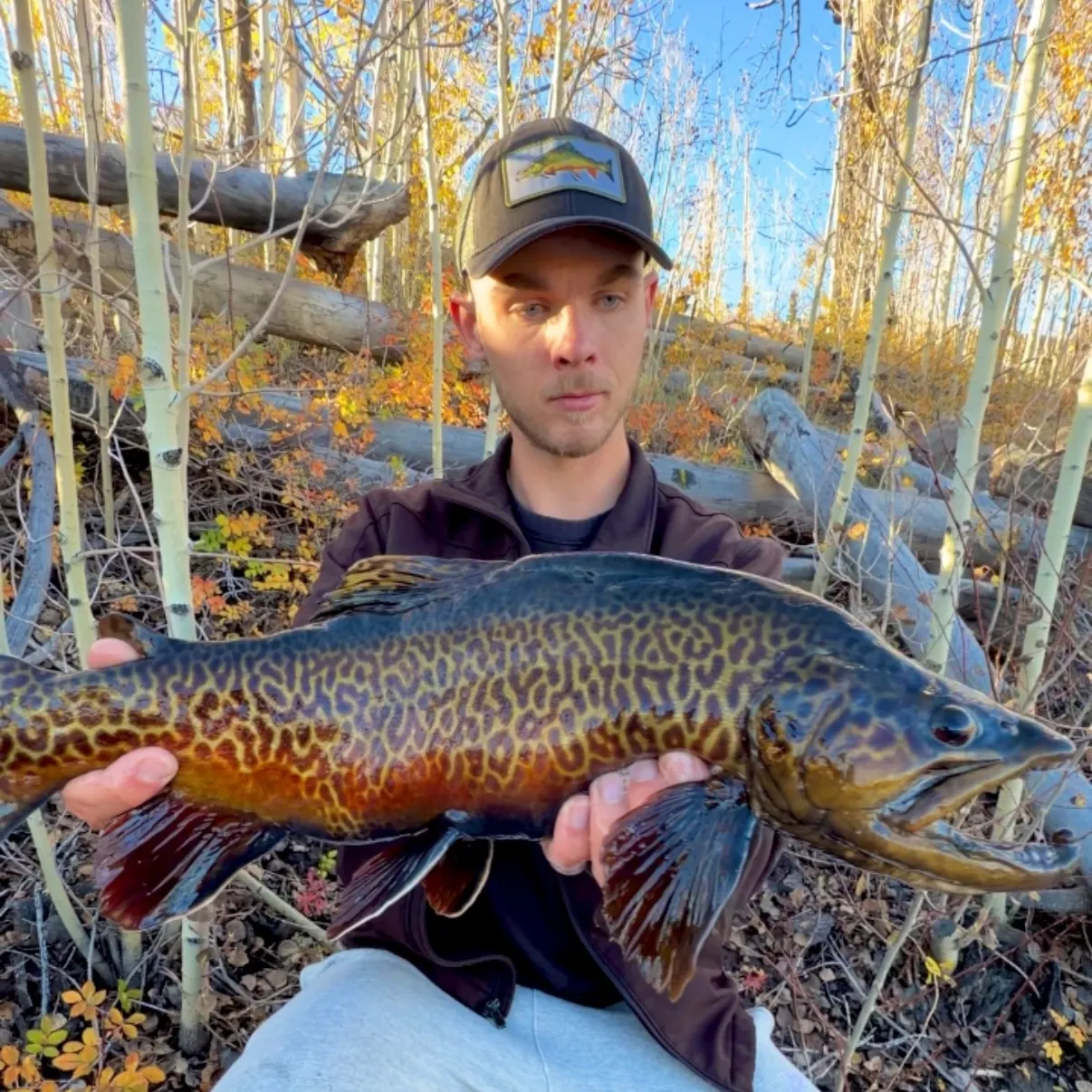 Tiger trout caught on Fishbrain