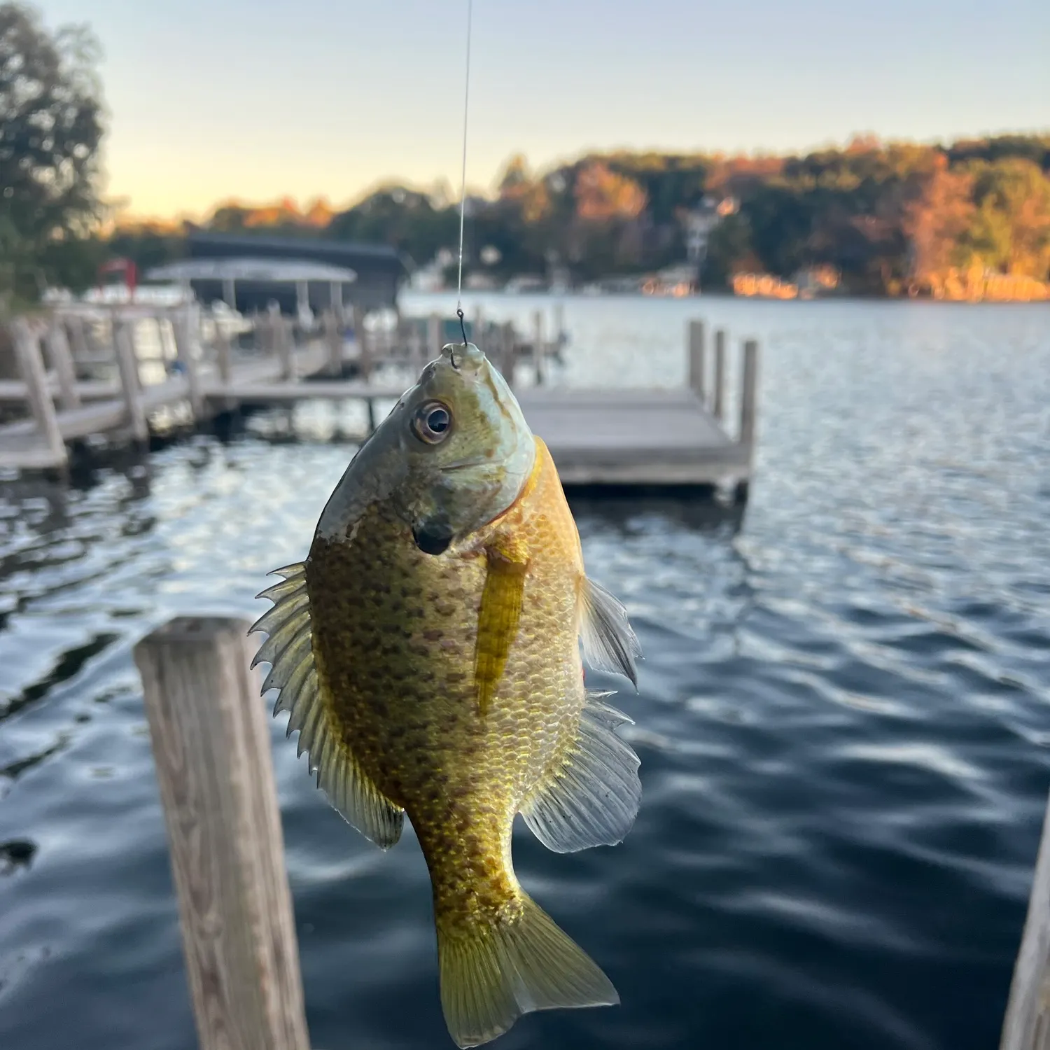Bluegill caught on Fishbrain