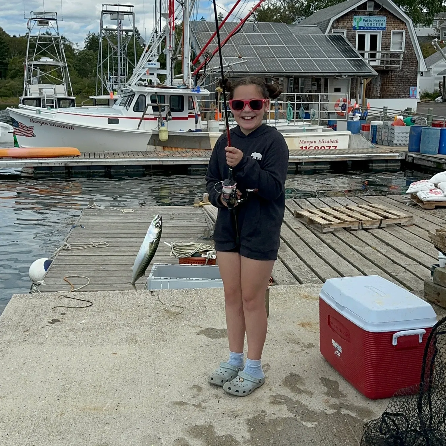 The most recent Island mackerel catches on Fishbrain