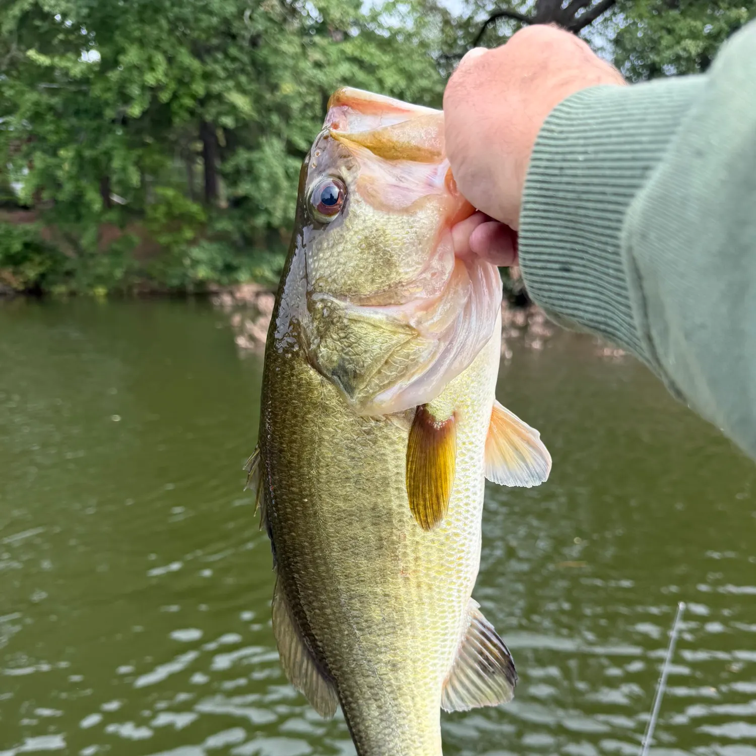 Largemouth bass caught on Fishbrain