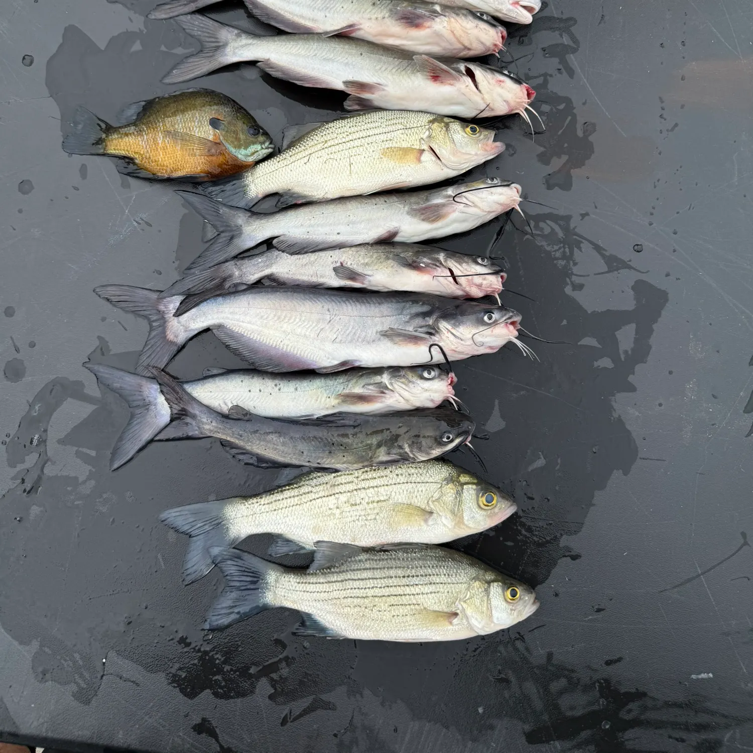 recently logged catches