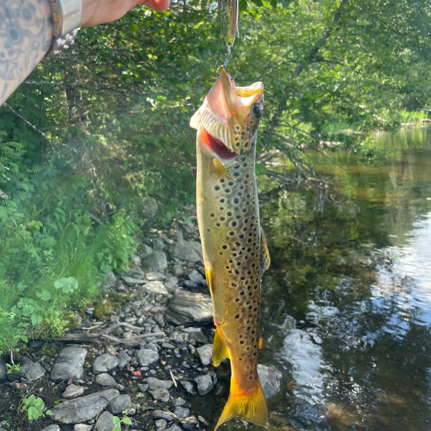 recently logged catches