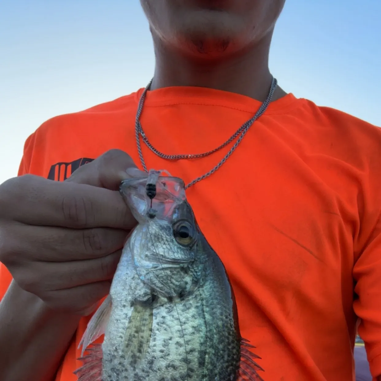 Black crappie caught on Fishbrain