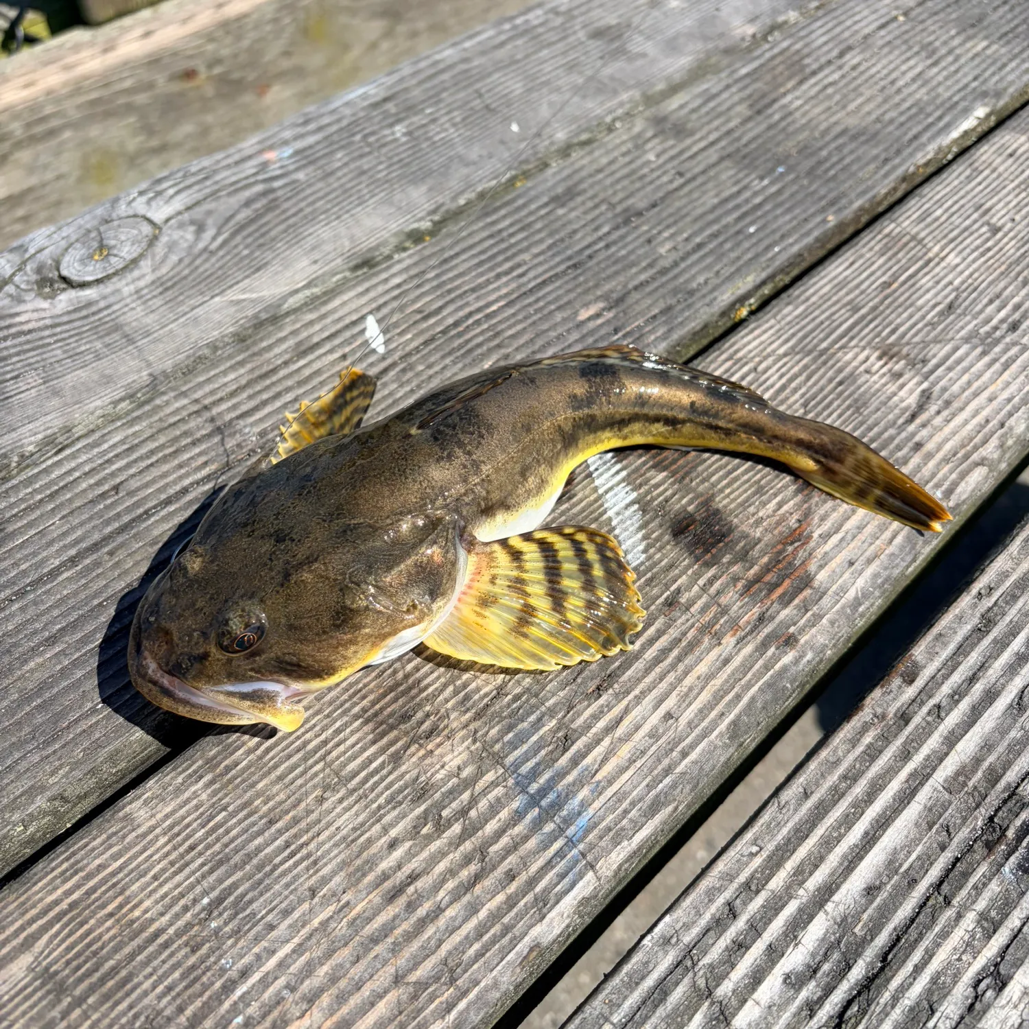 The most recent Pacific staghorn sculpin catches on Fishbrain