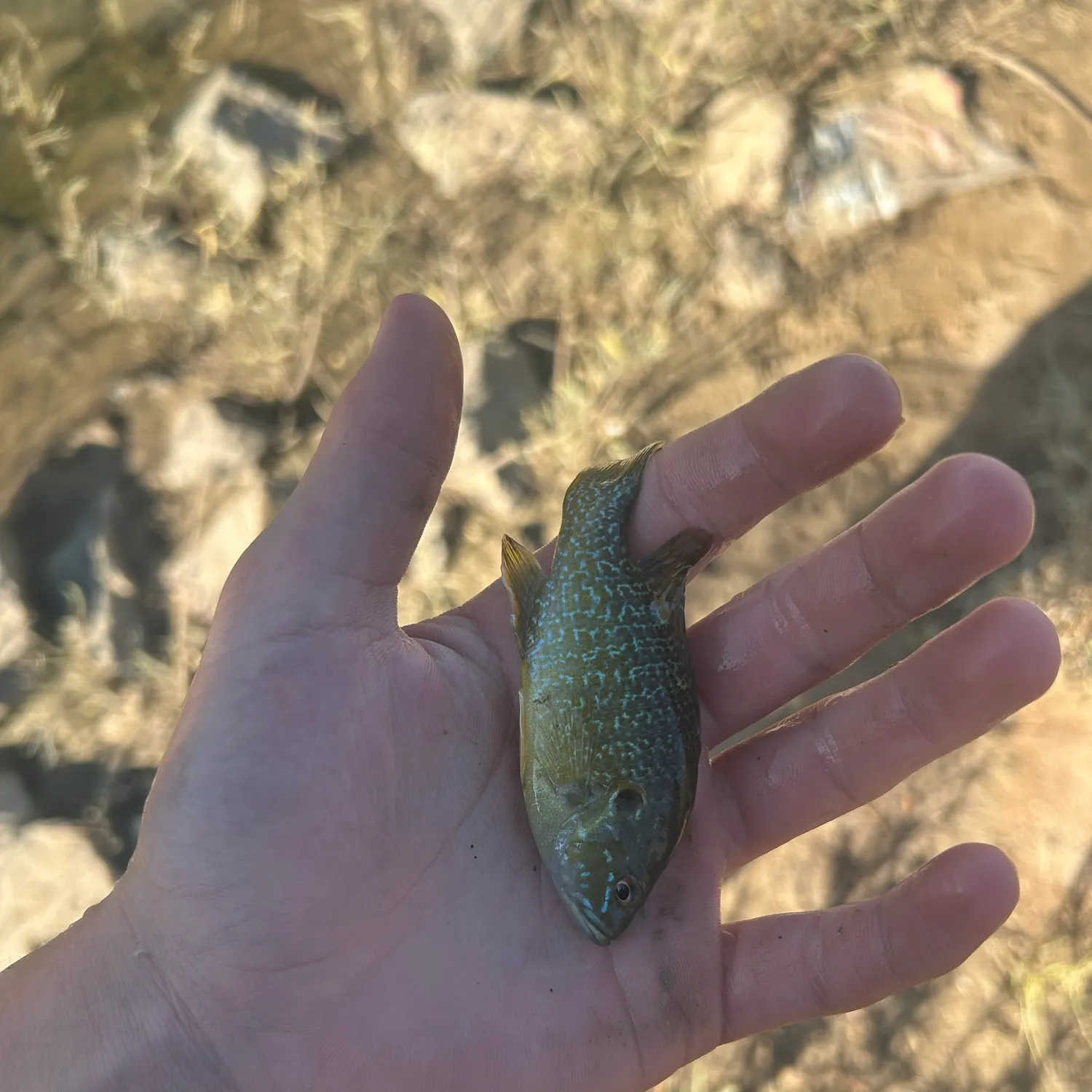 Green sunfish caught on Fishbrain