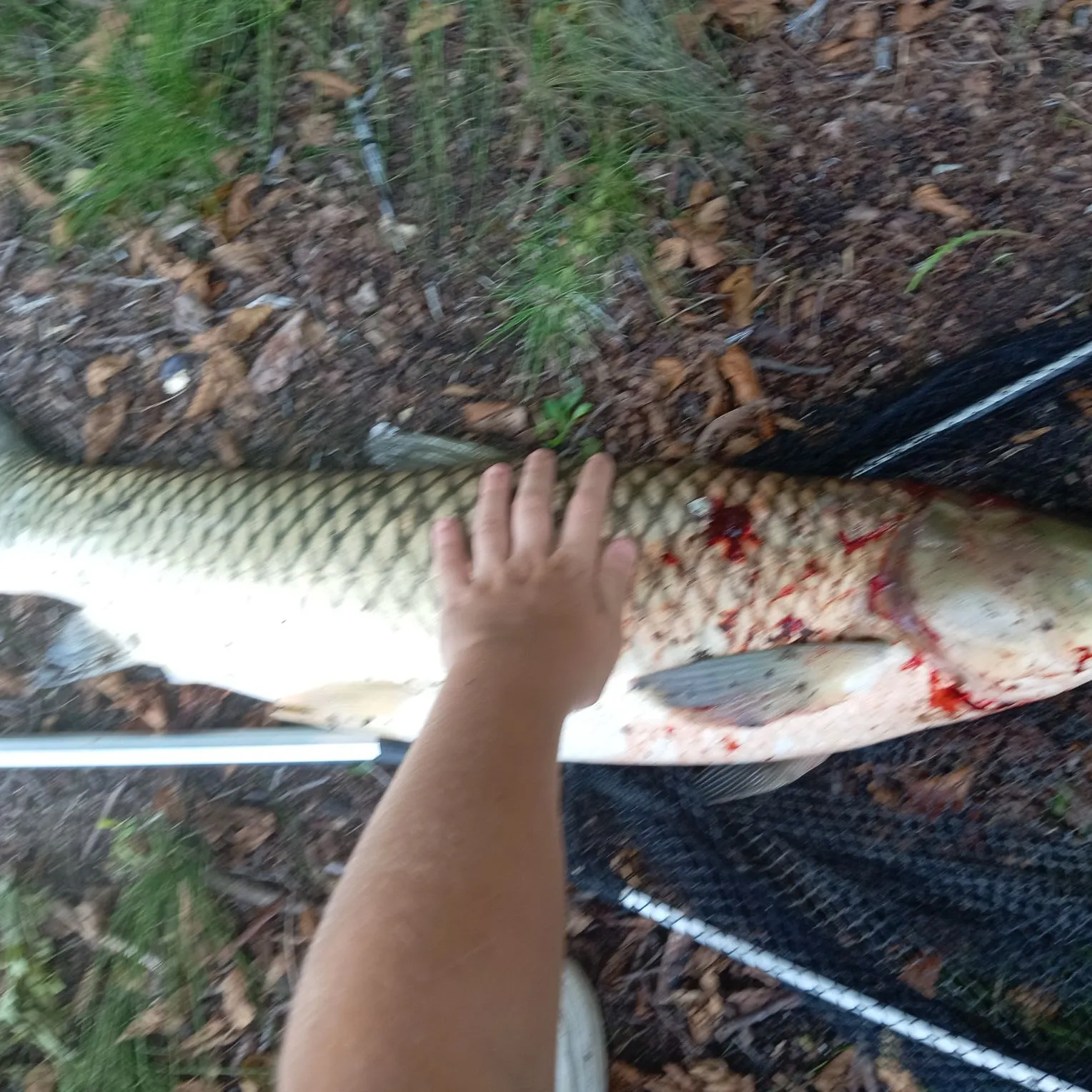 Grass carp caught on Fishbrain