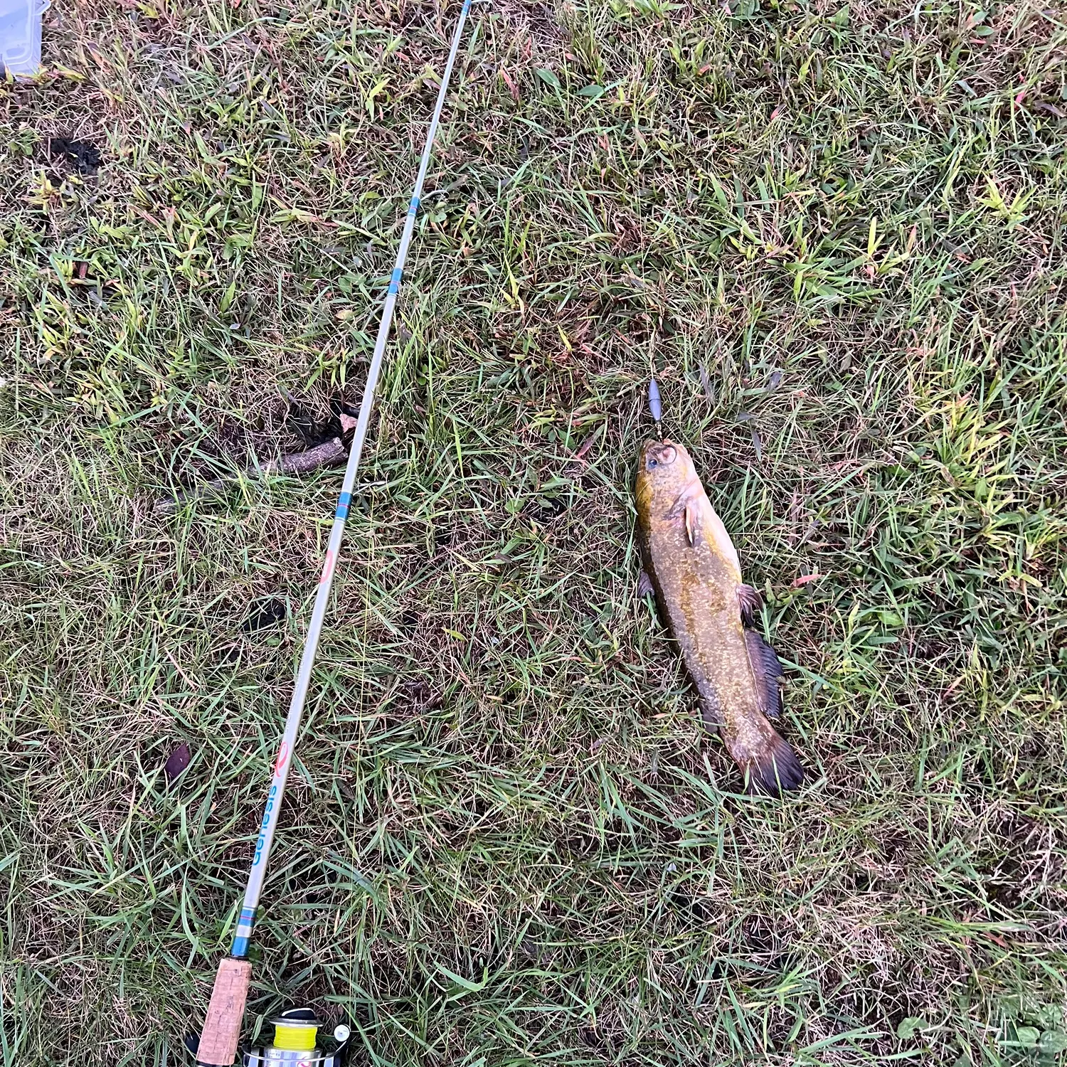 Yellow bullhead caught on Fishbrain