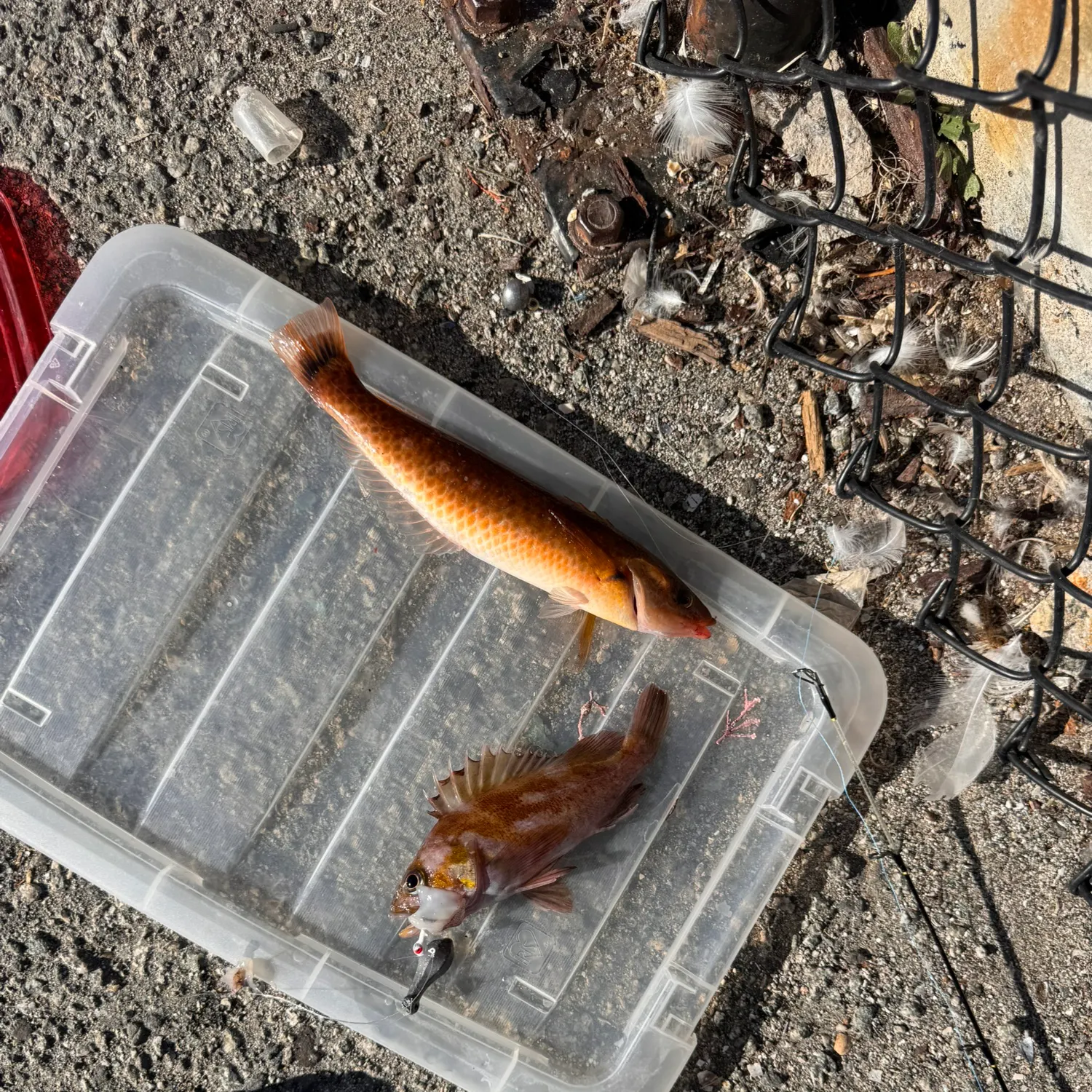 recently logged catches