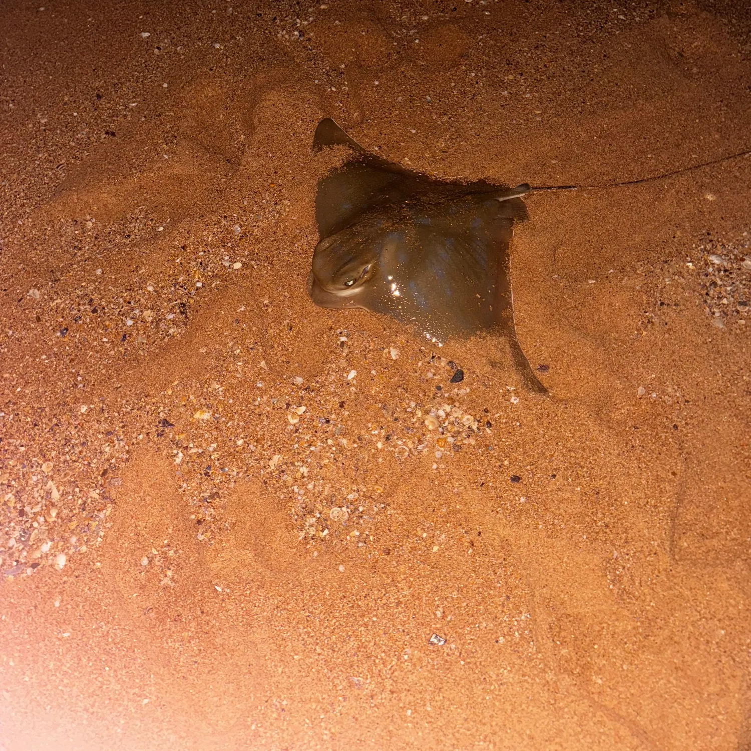 The most popular recent Bull ray catch on Fishbrain