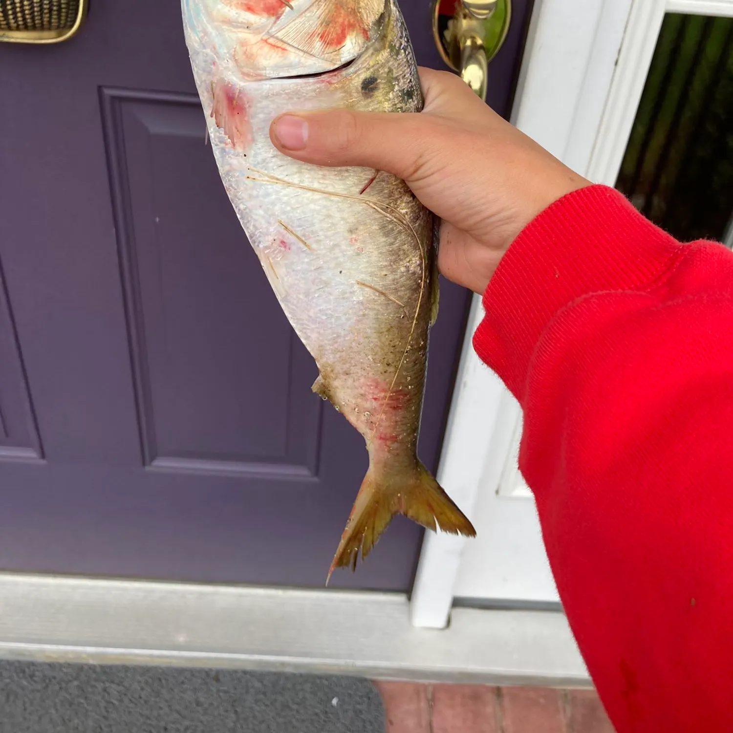 angler catch