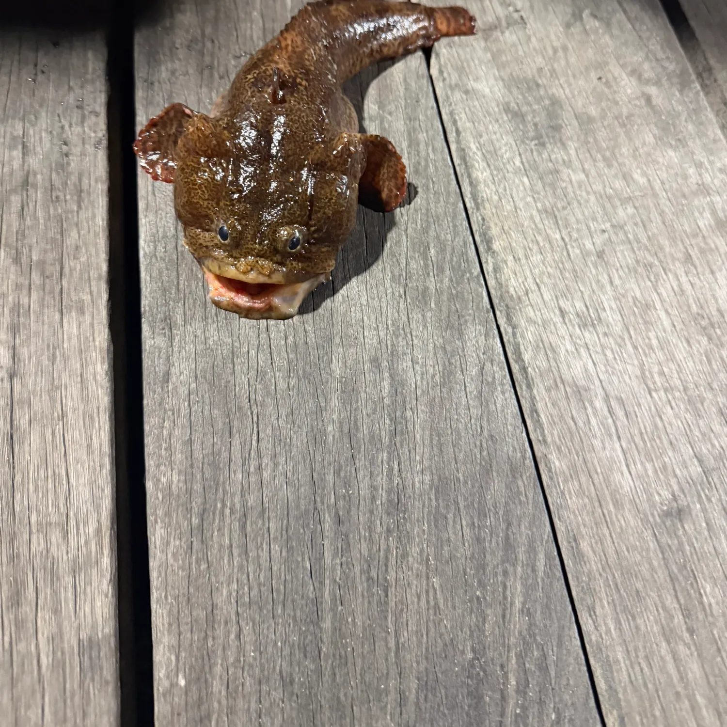 Oyster toadfish caught on Fishbrain