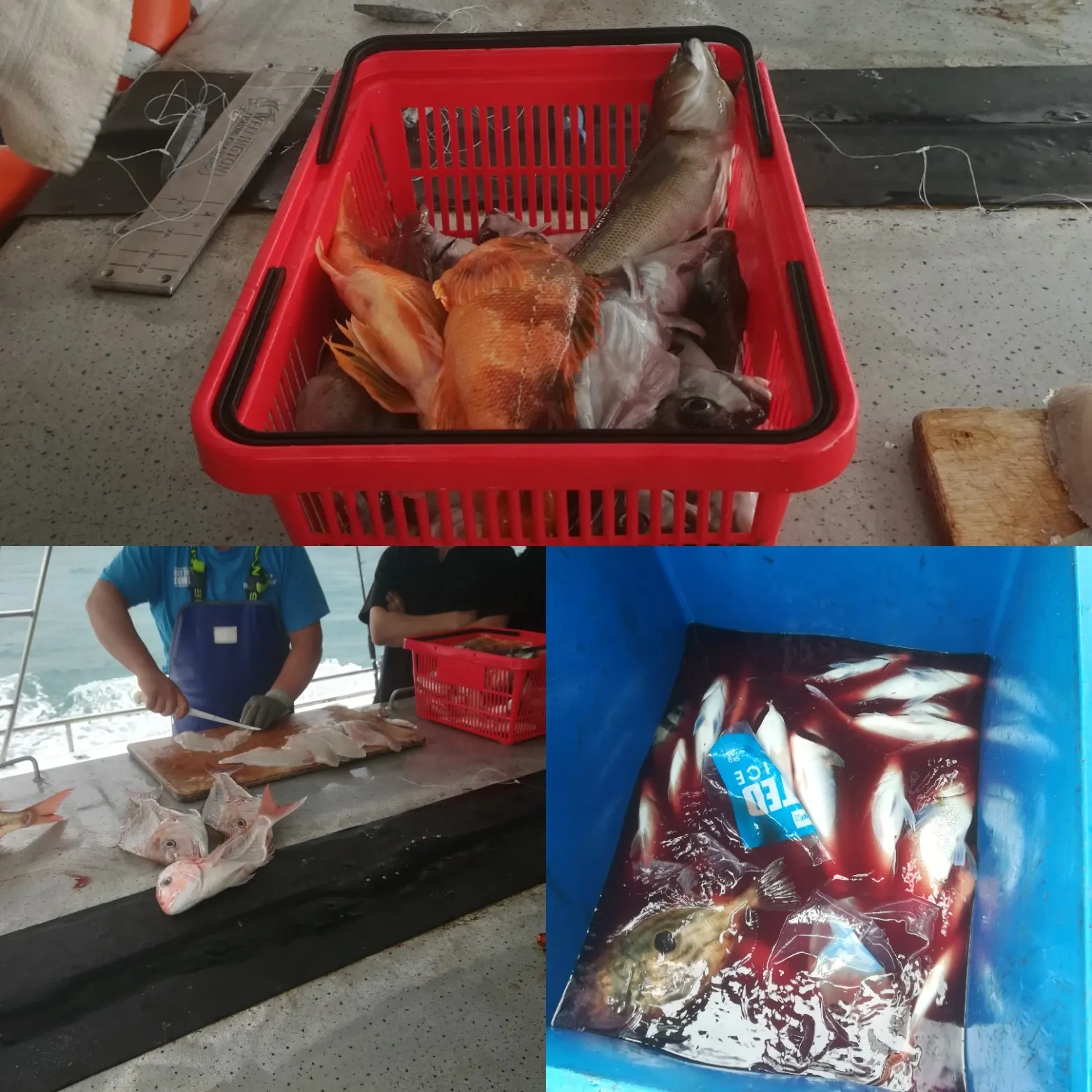 recently logged catches