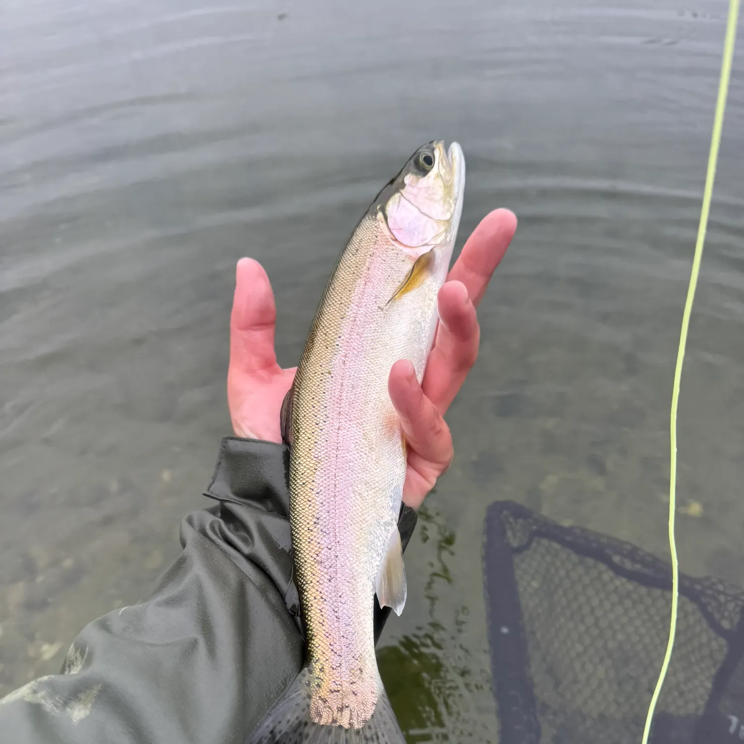 Rainbow trout caught on Fishbrain