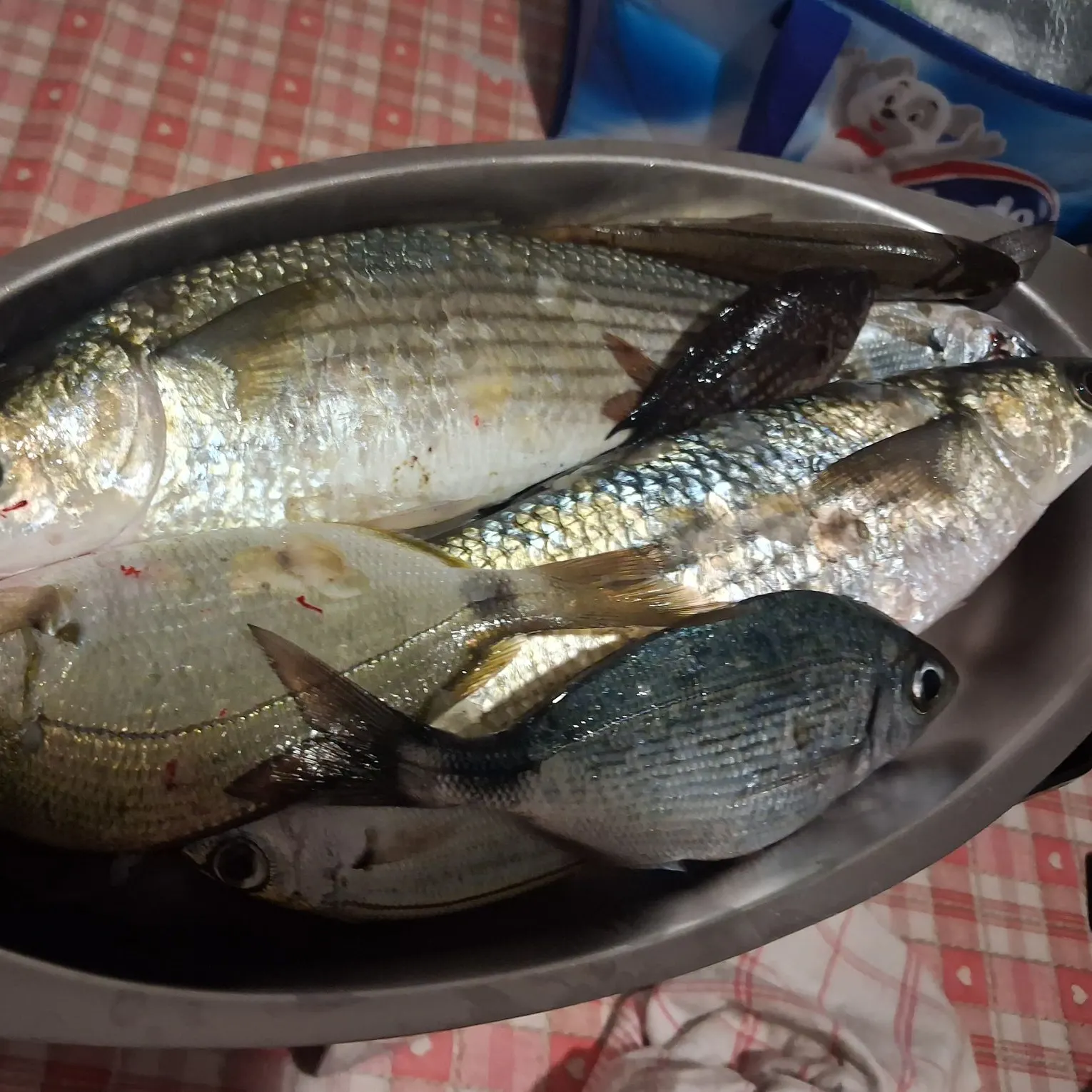 Fish caught on Fishbrain