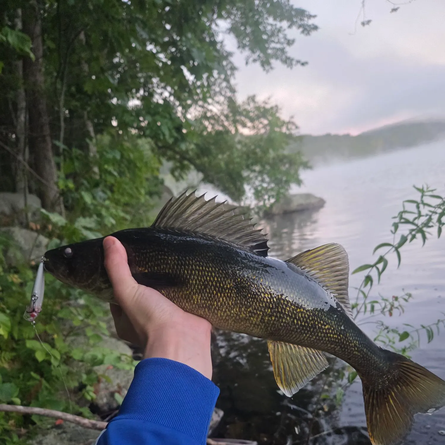 Walleye caught on Fishbrain