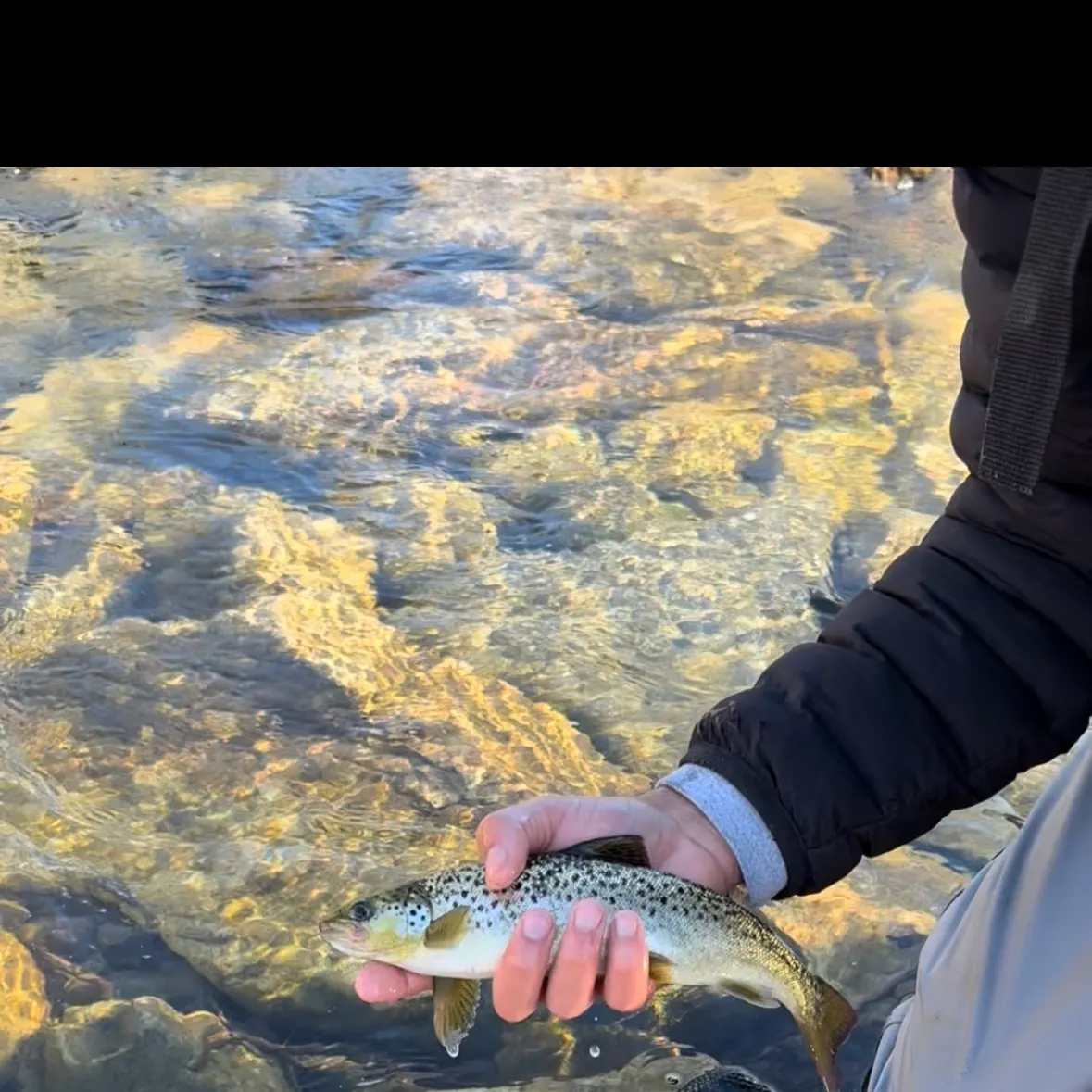 The most recent Landlocked atlantic salmon catches on Fishbrain