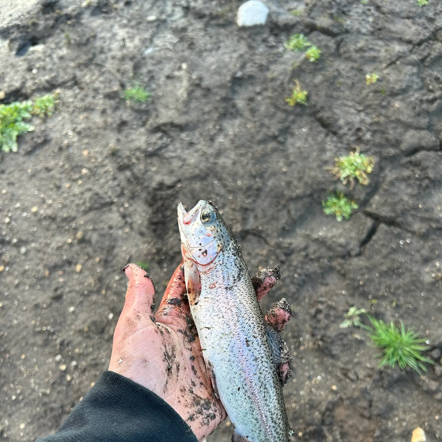 Rainbow trout caught on Fishbrain