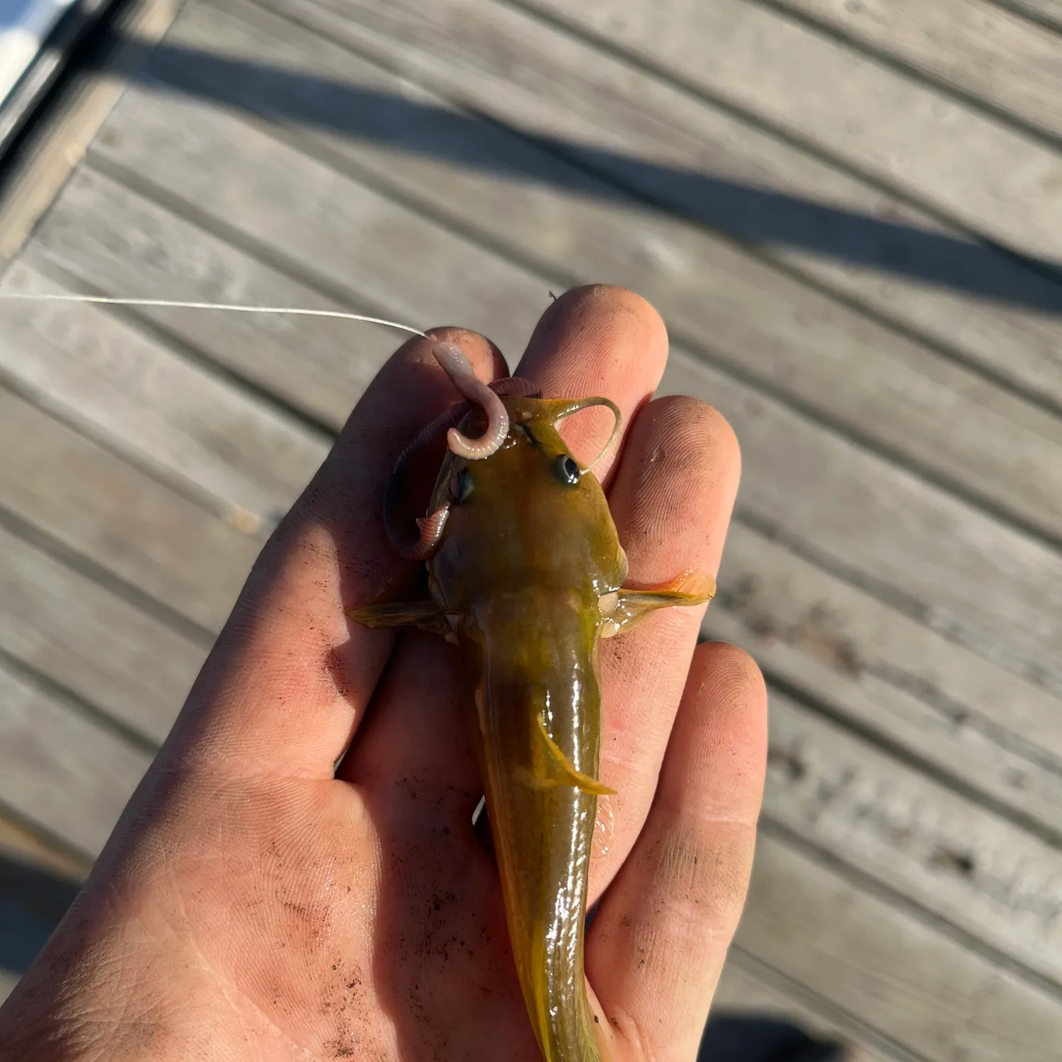 The most recent Stonecat catches on Fishbrain