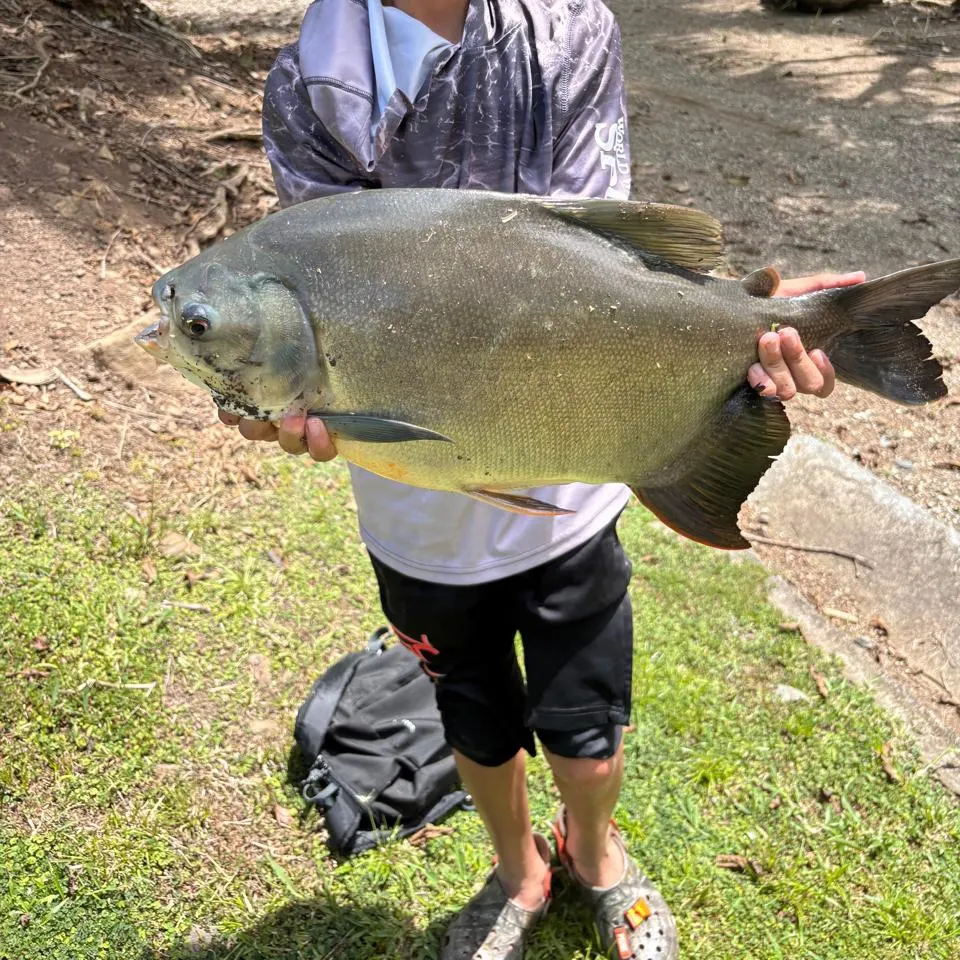 The most recent Small-scaled pacu catches on Fishbrain